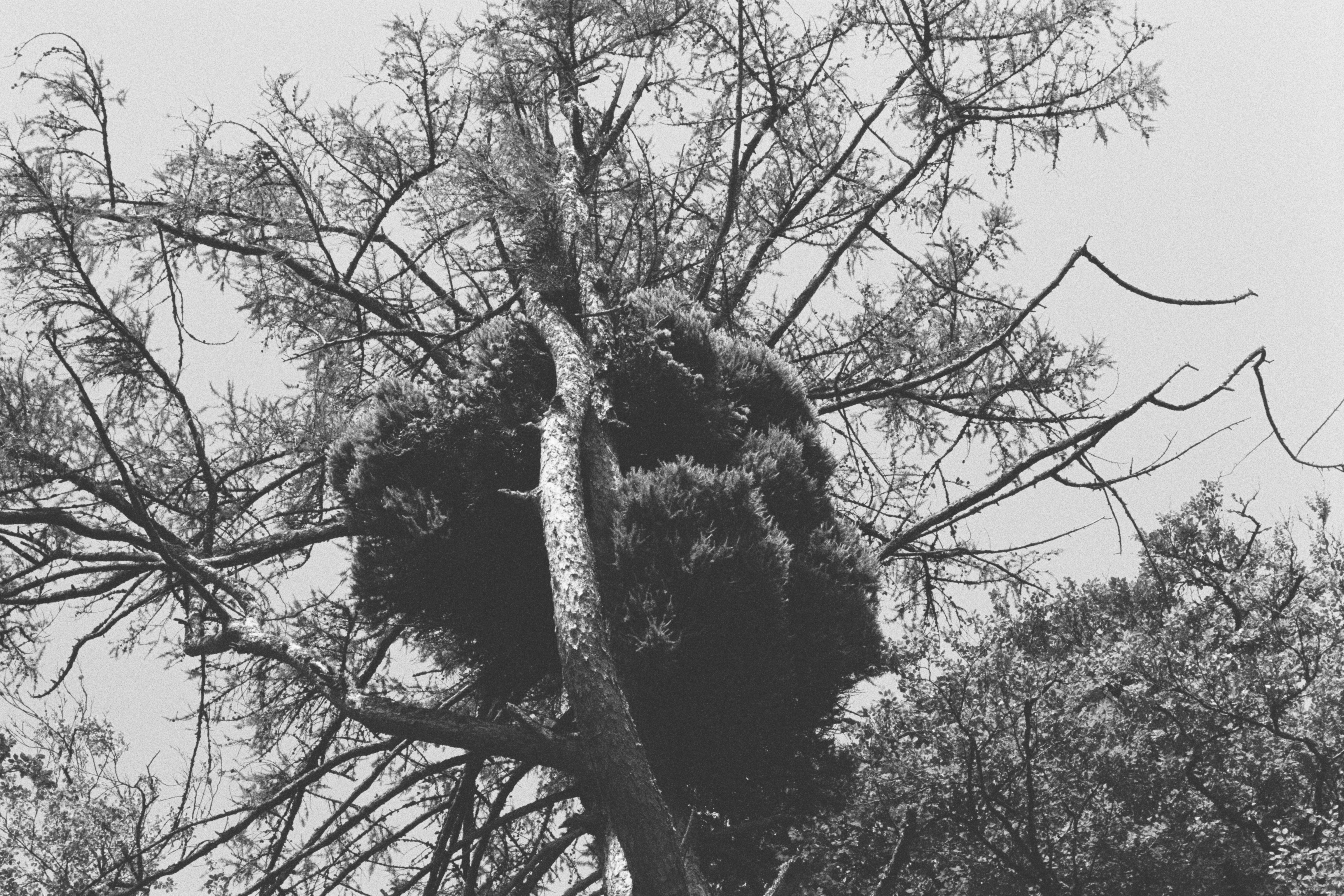 A brilliant witches broom that overtakes a tree.