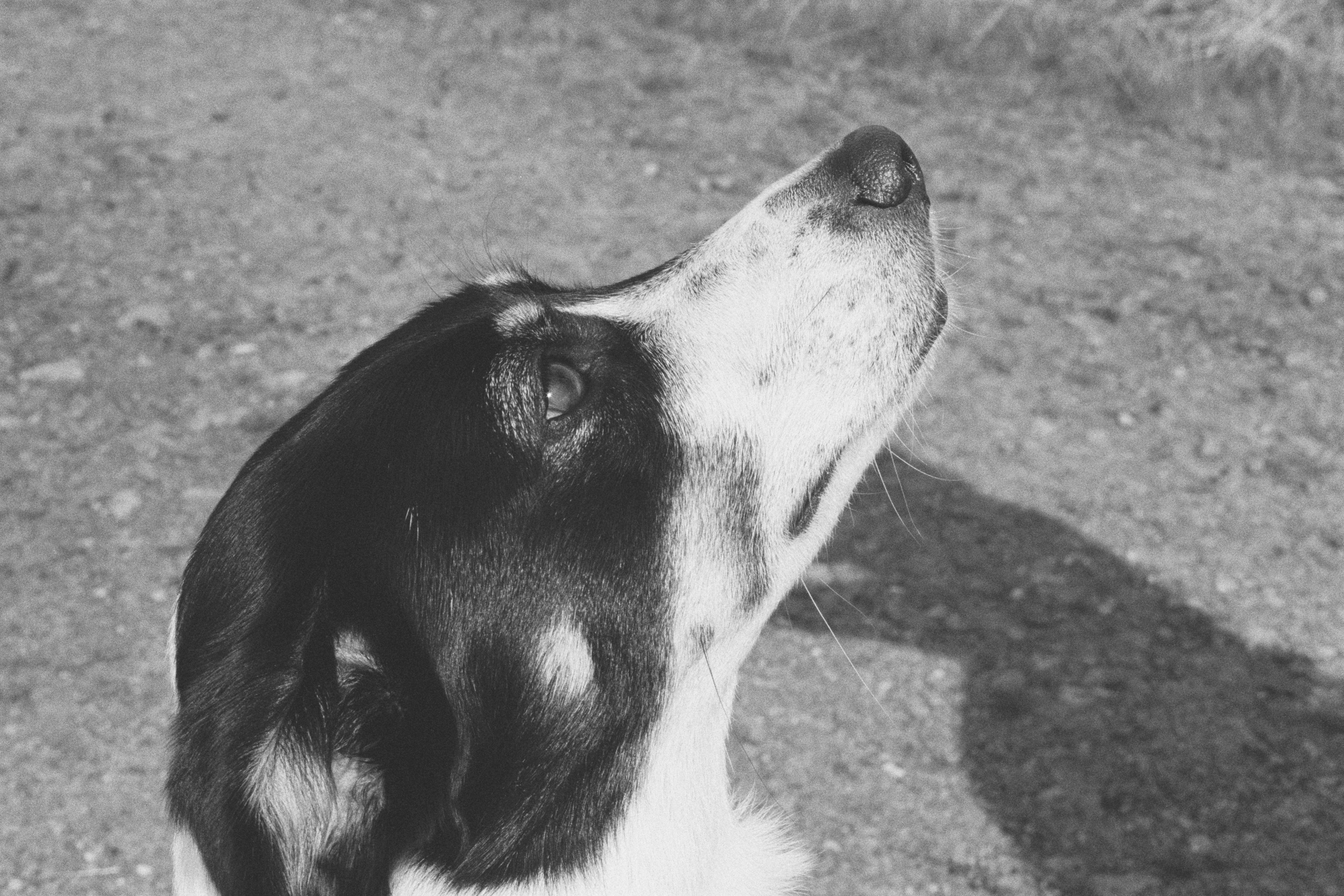 A beautiful dog looking at the sky.
